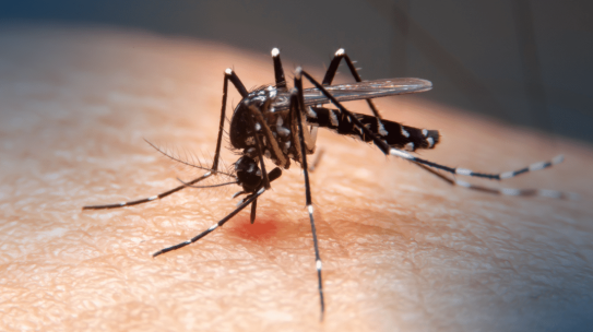 Dicas para prevenir e evitar a dengue